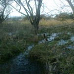 Woods in a wet winter 2014  Our Flood Plain!